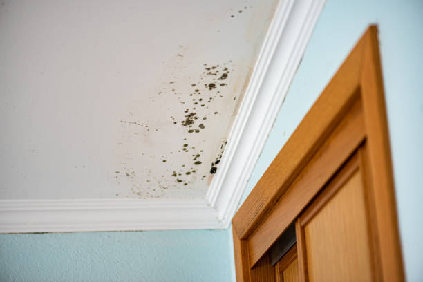 Mold Removal and Inspection in Keystone Heights, FL