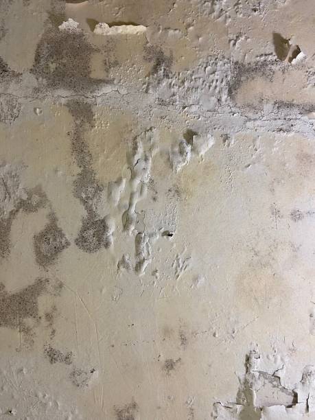 Best Crawl Space Mold Removal  in Keystone Heights, FL