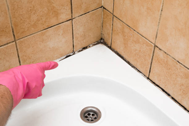Best Attic Mold Removal  in Keystone Heights, FL